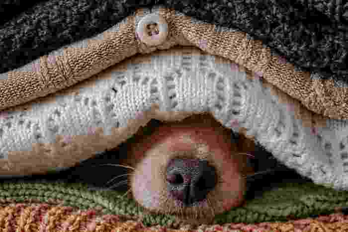 elementor编辑器为什么这么火爆